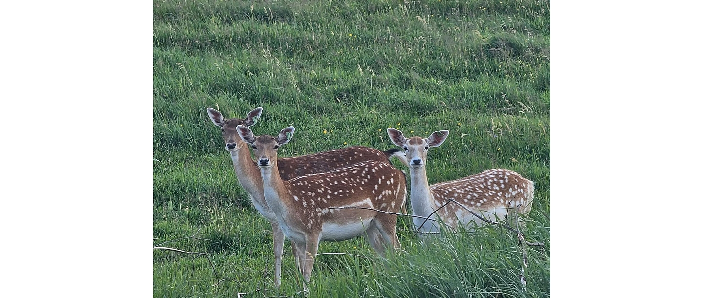 Животные зоопарка