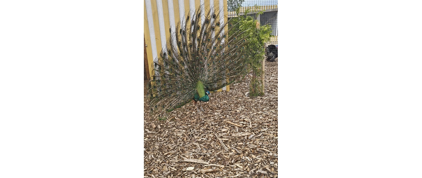 Peacock