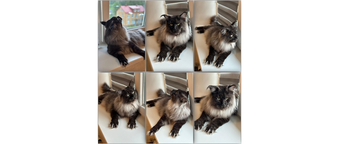 Cat grooming and grooming