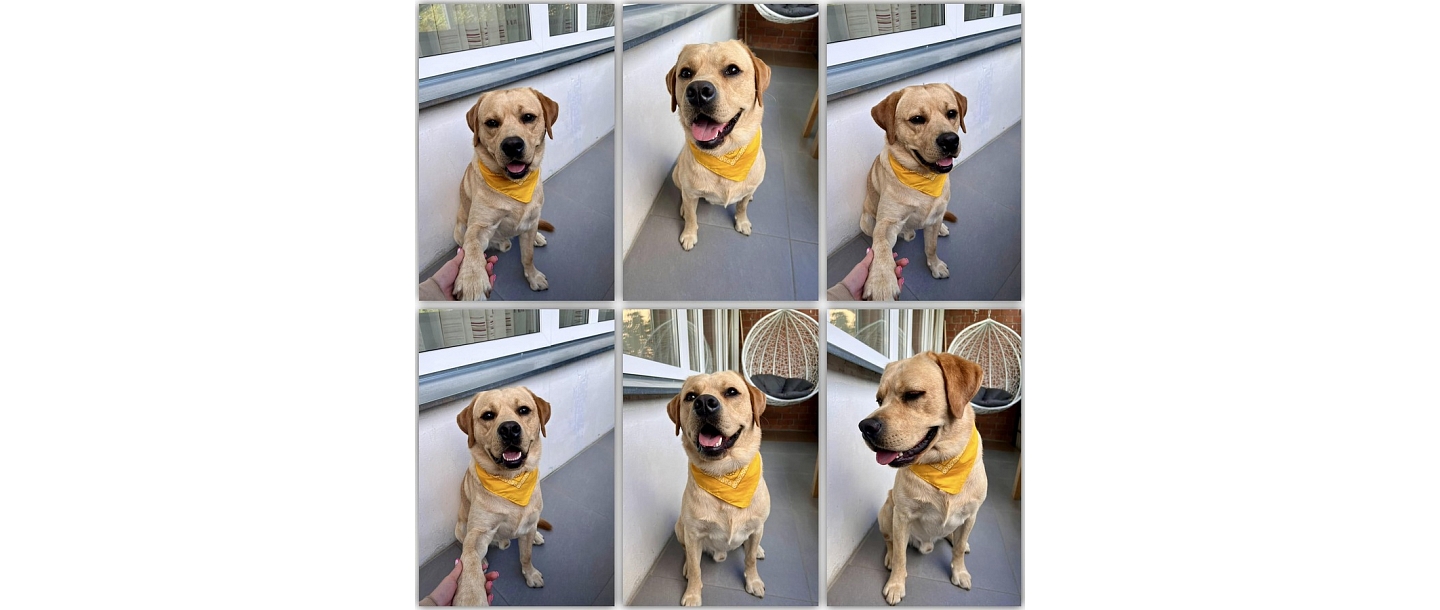 Dog grooming and washing