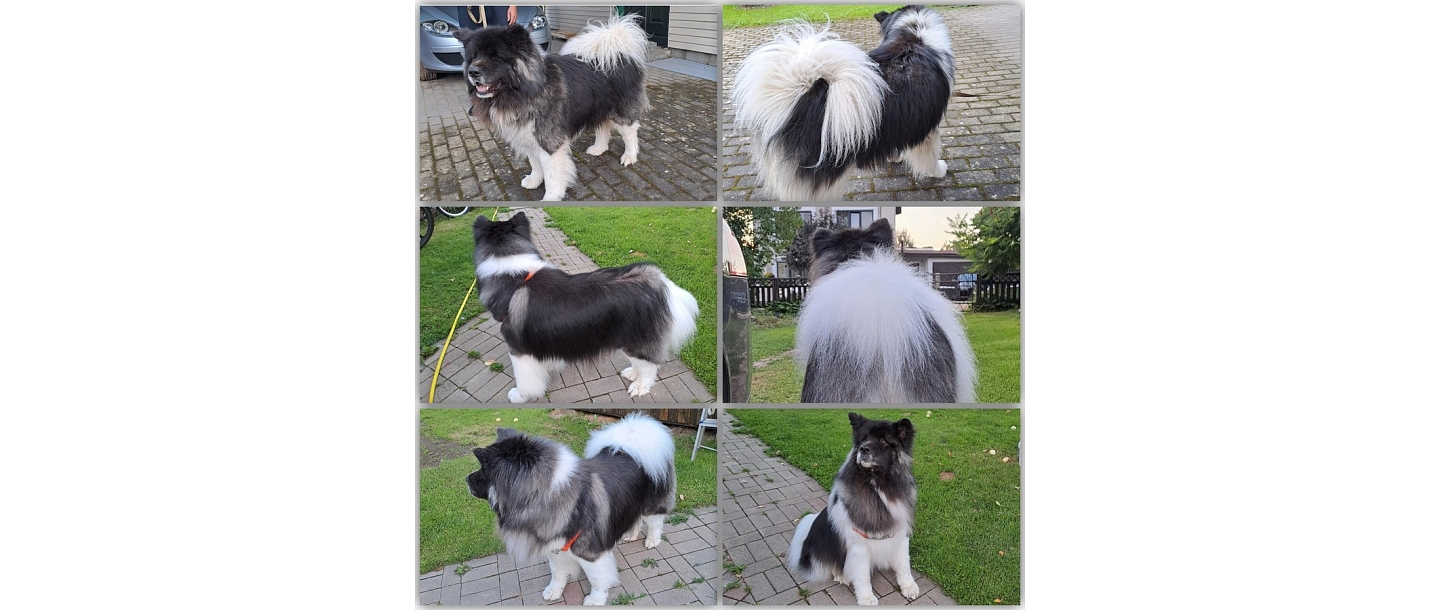 Large dog grooming and coat care