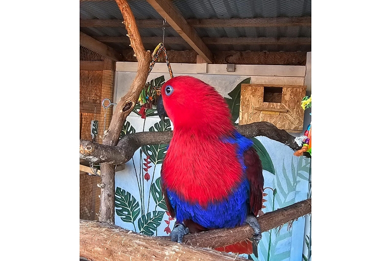 Exotic animals