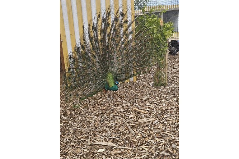 Pāvs