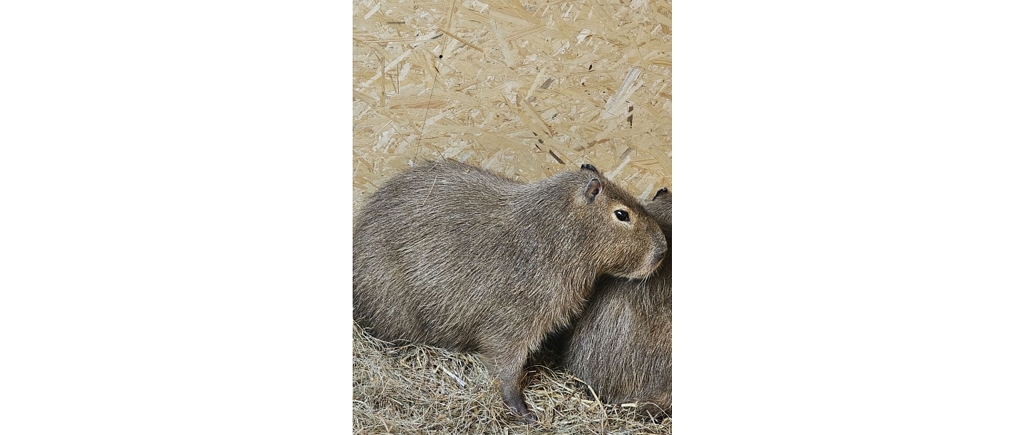 Capybara