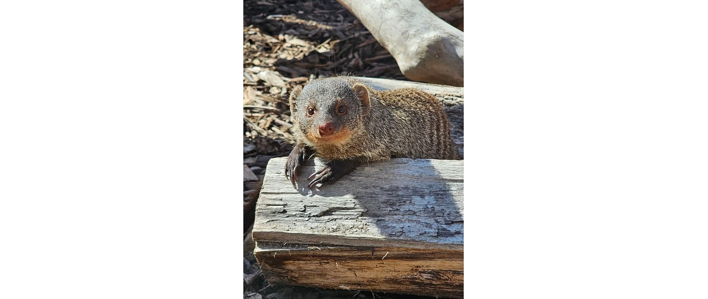 Kazdangas Zoo