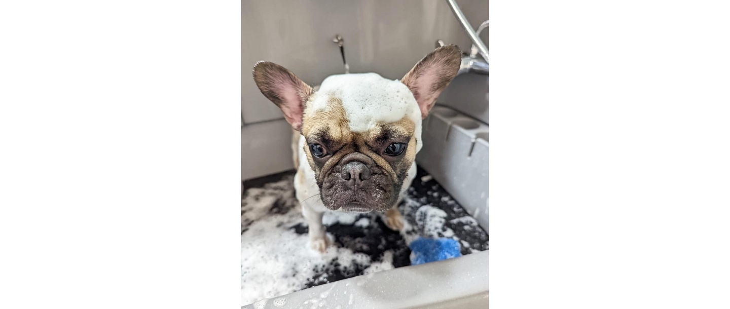 Washing small dogs