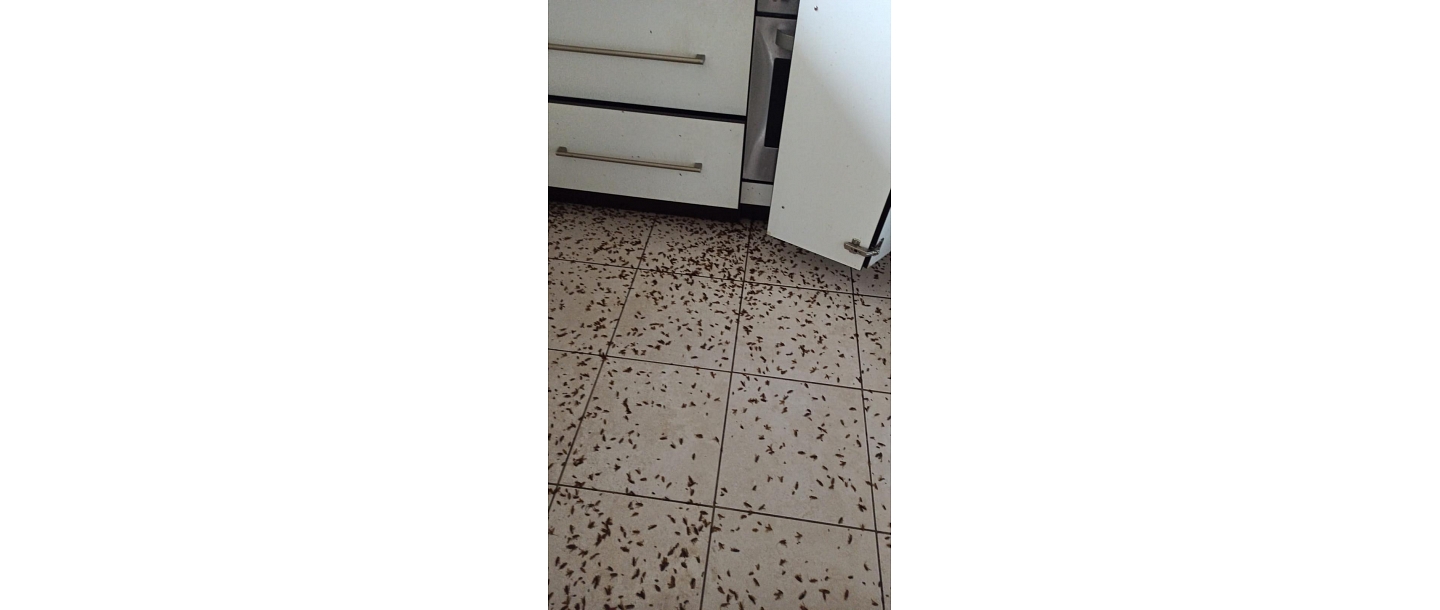 Pest control services