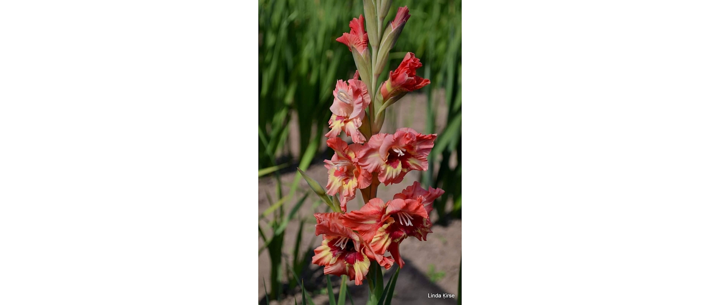 Gladiolus in Sigulda