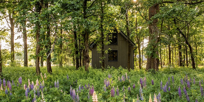 Modern wooden houses
