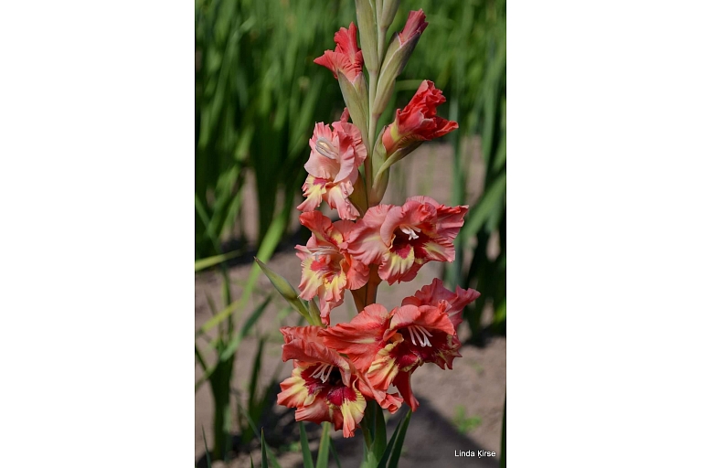 Gladiolas Siguldā