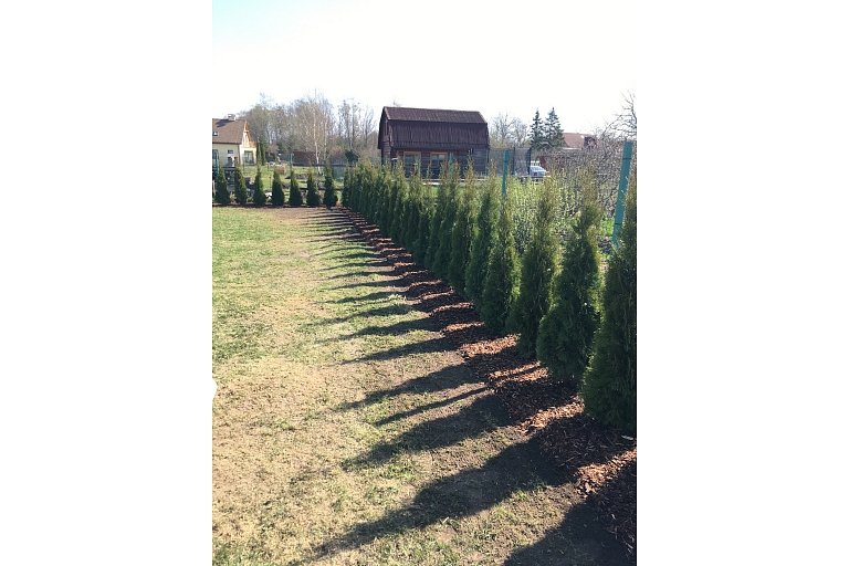 Hedge Planting