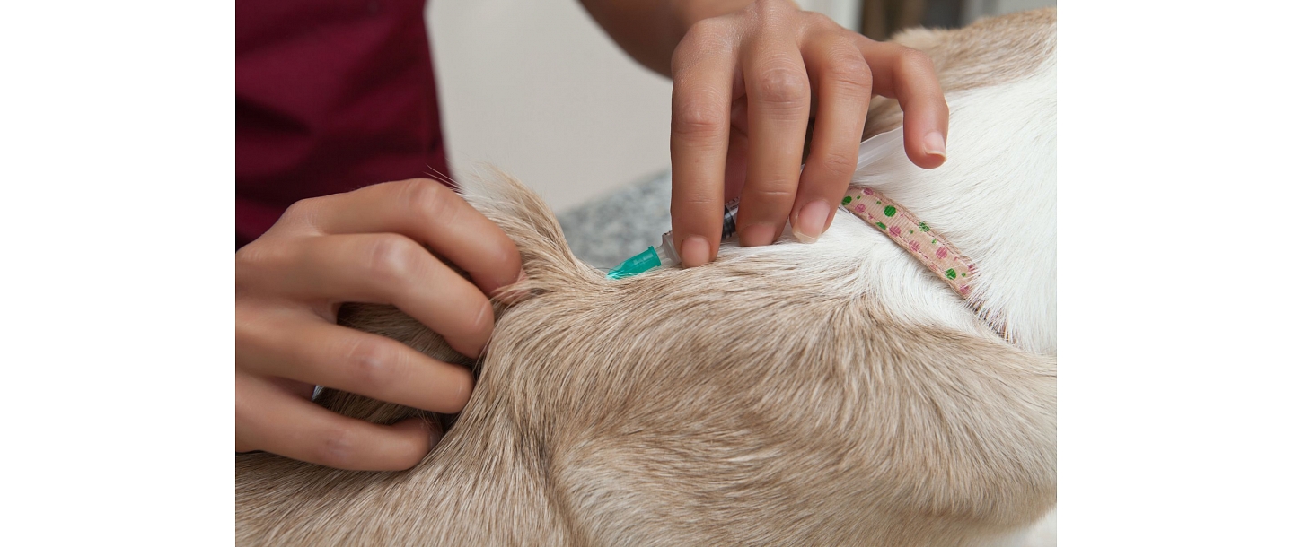 Veterinārā palīdzība