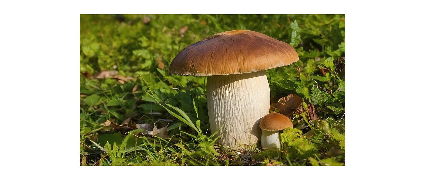 Mushrooms