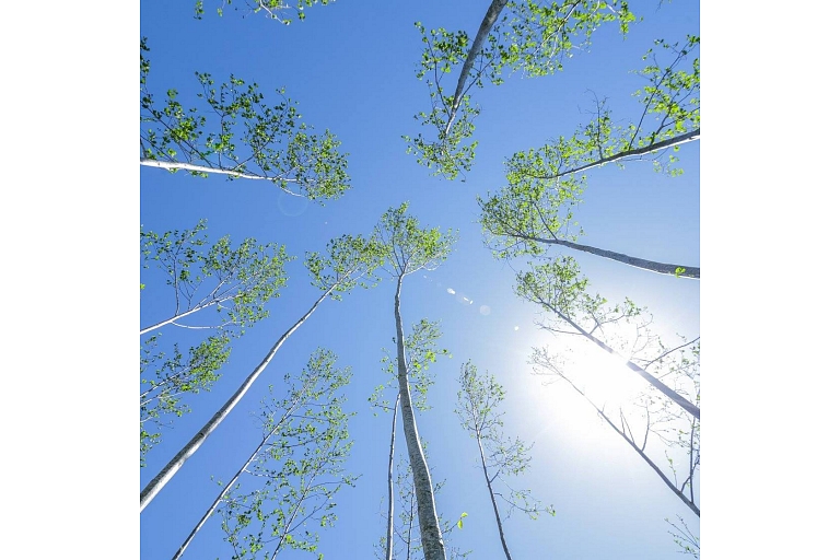 Long-term forest management