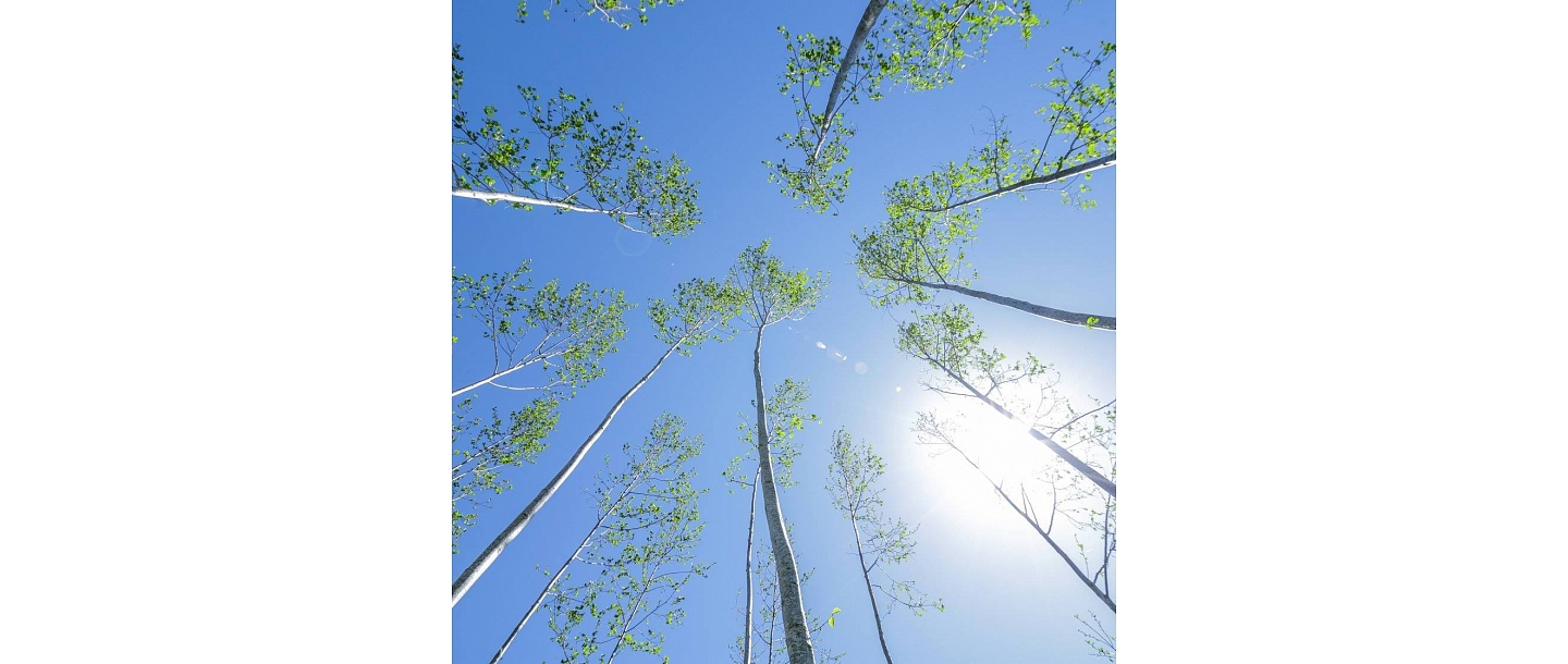 Long-term forest management