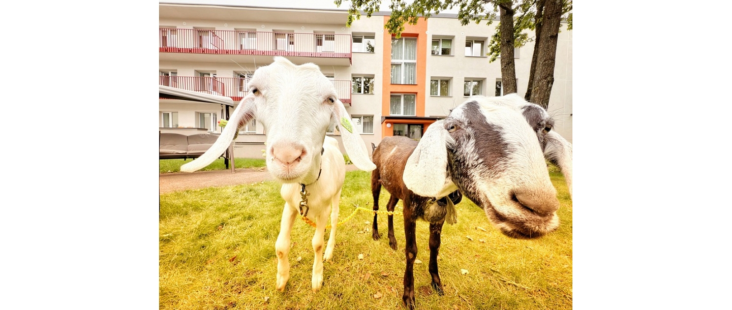 BallīteZoo – kaziņas ciemos pasākumā ar smaidu