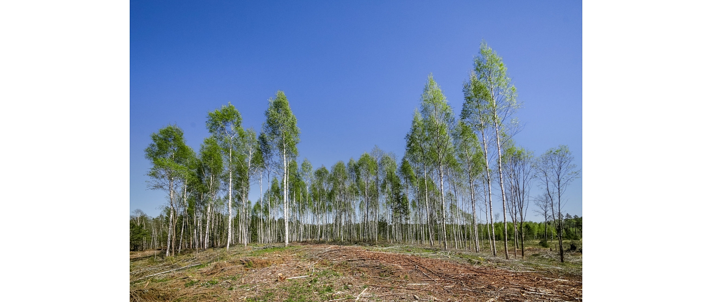 Восстановление леса