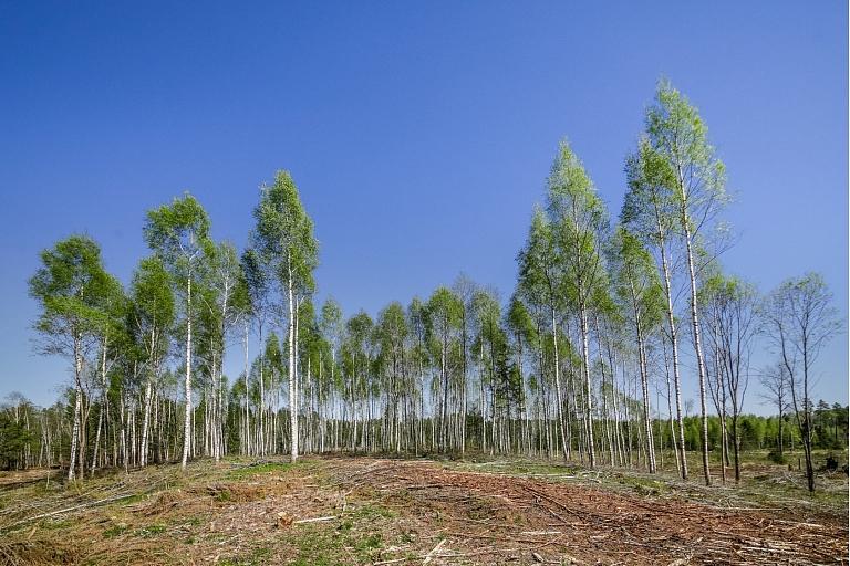 Reforestation