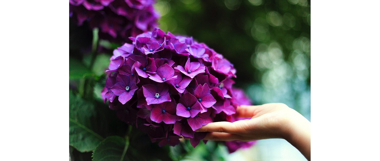 Hydrangea