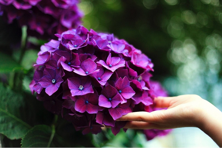 Hydrangea