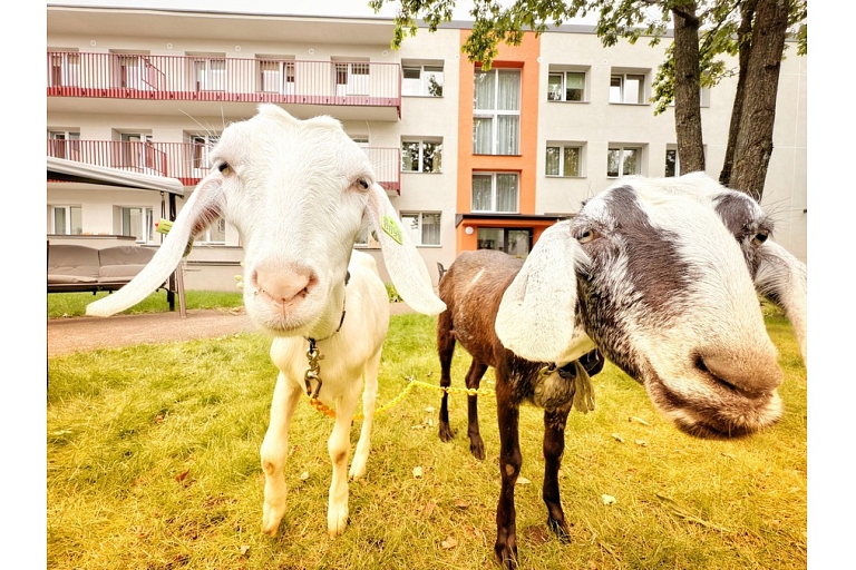BallīteZoo – kaziņas ciemos pasākumā ar smaidu