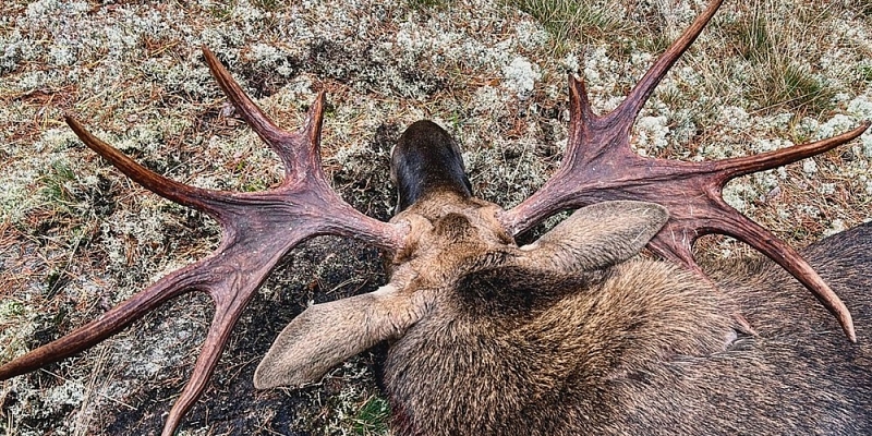 Охота в Канаде