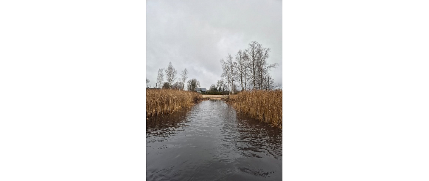 Cleaning the shore from reeds