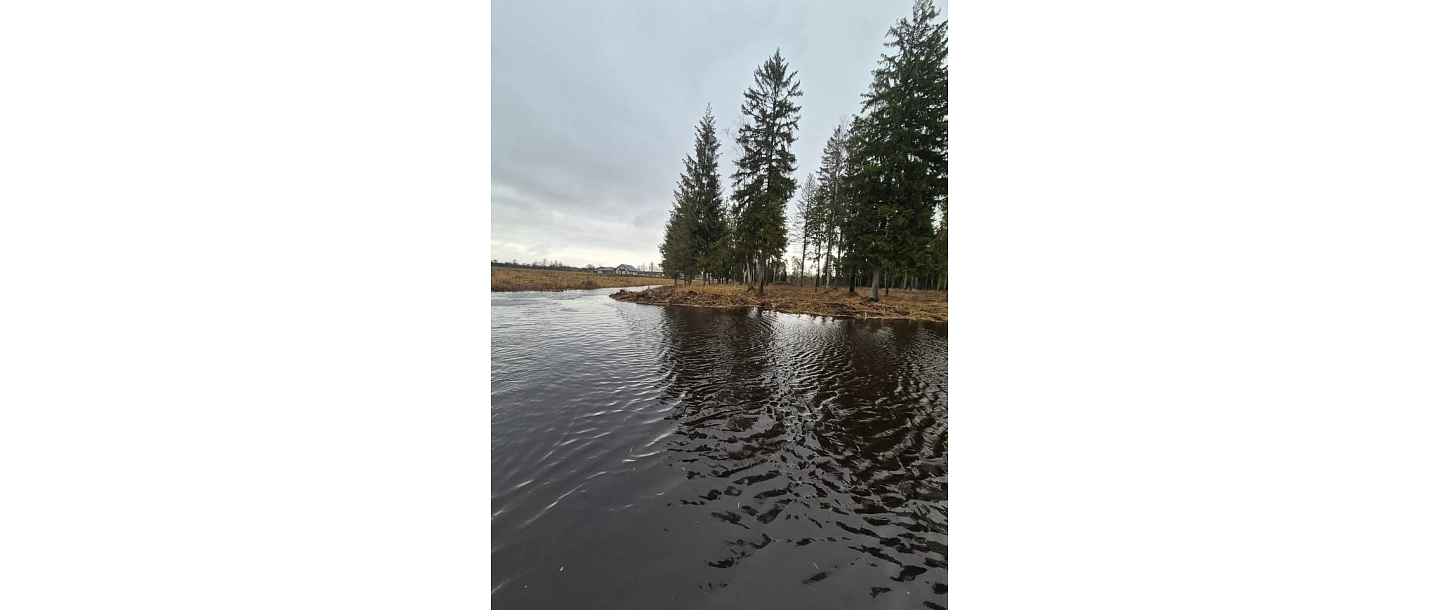 Krasta tīrīšana no niedrēm