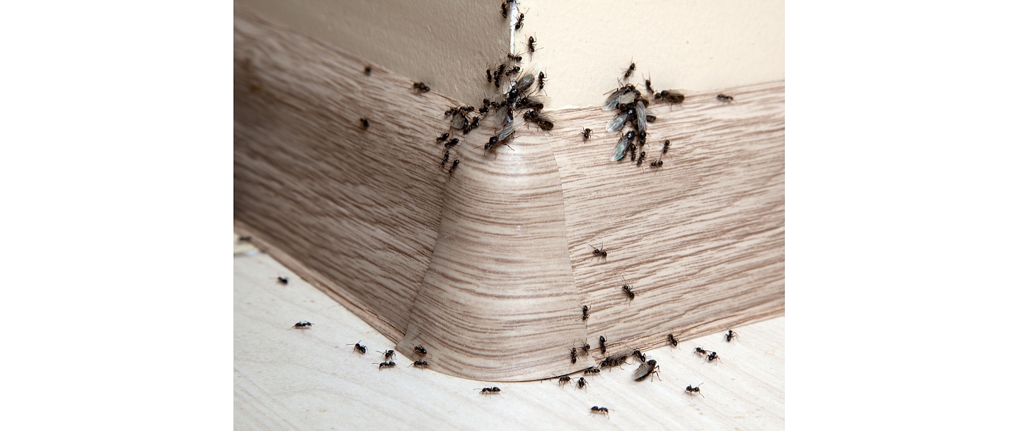 Дезинсекция