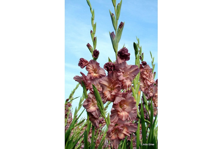 Buying gladioli