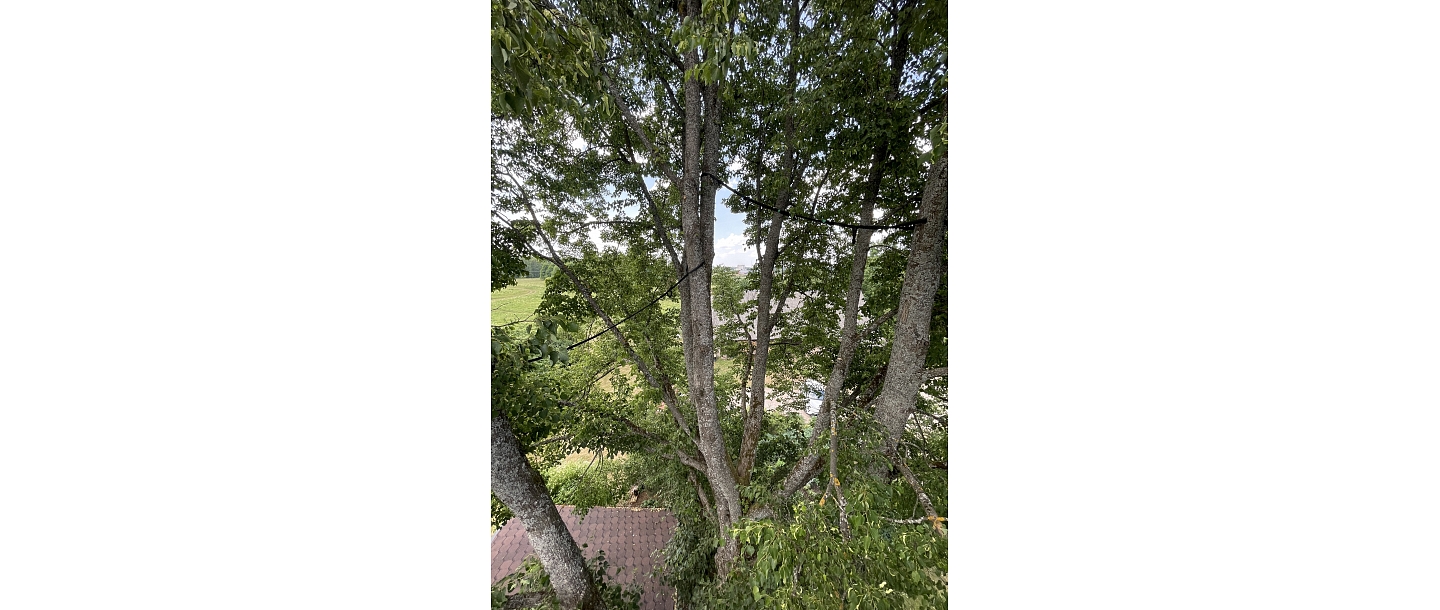 Installation of tree security systems