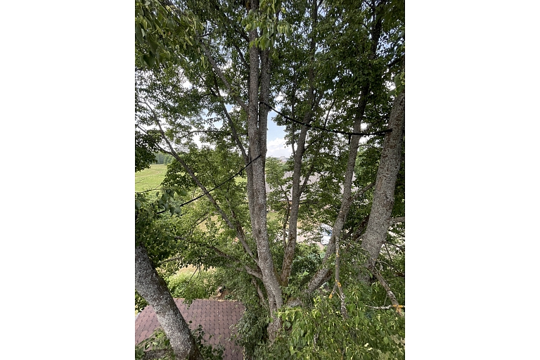 Installation of tree security systems