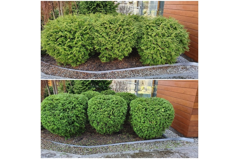 Bush trimming