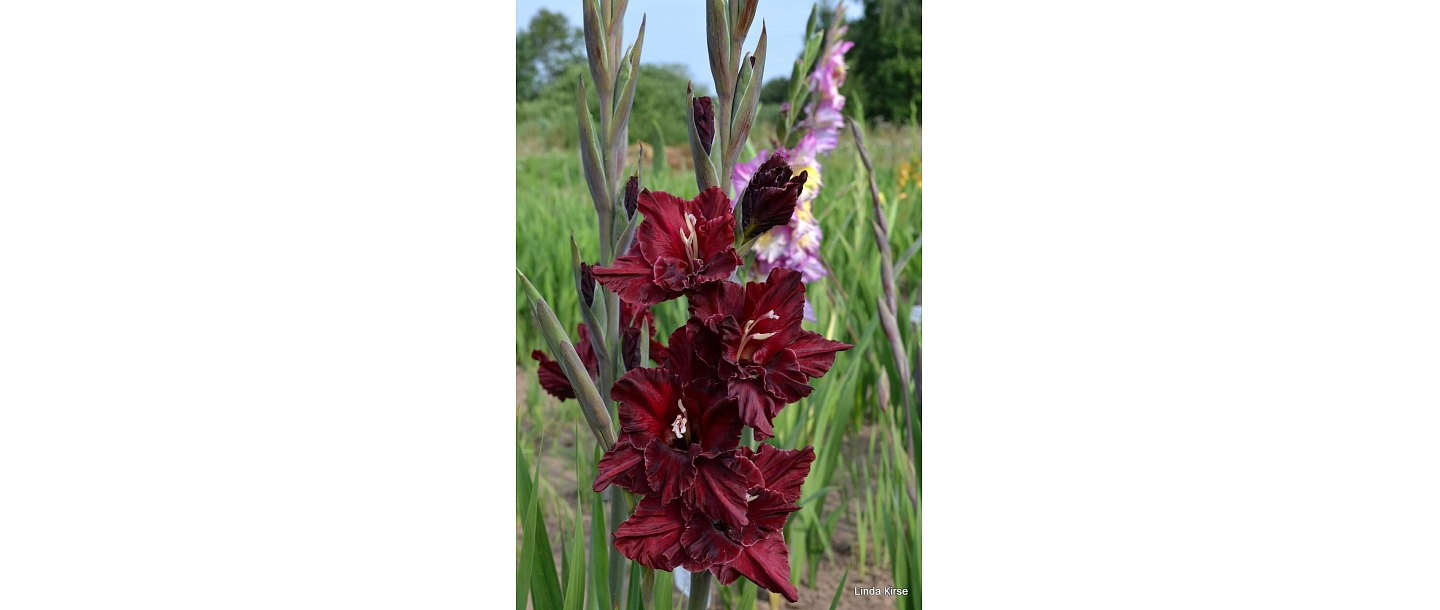 Gladiolas