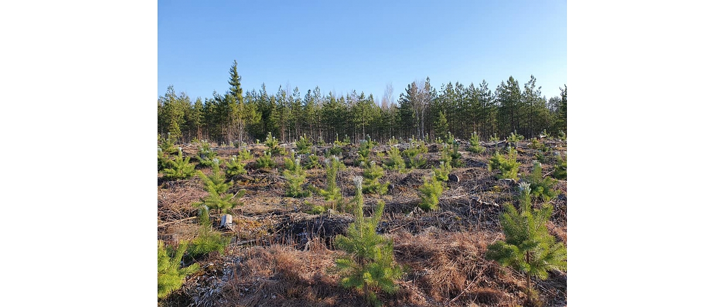 purchase of forest property