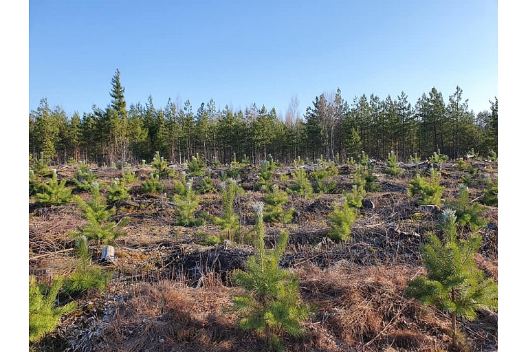 purchase of forest property