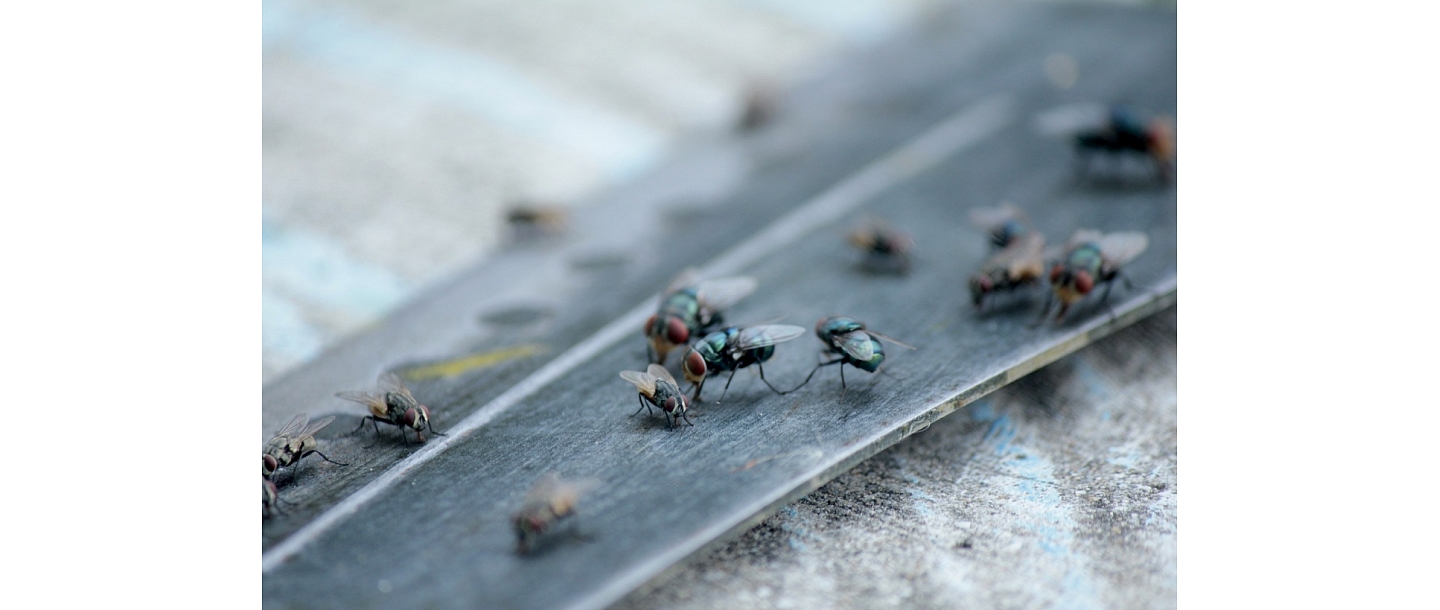 Pest control