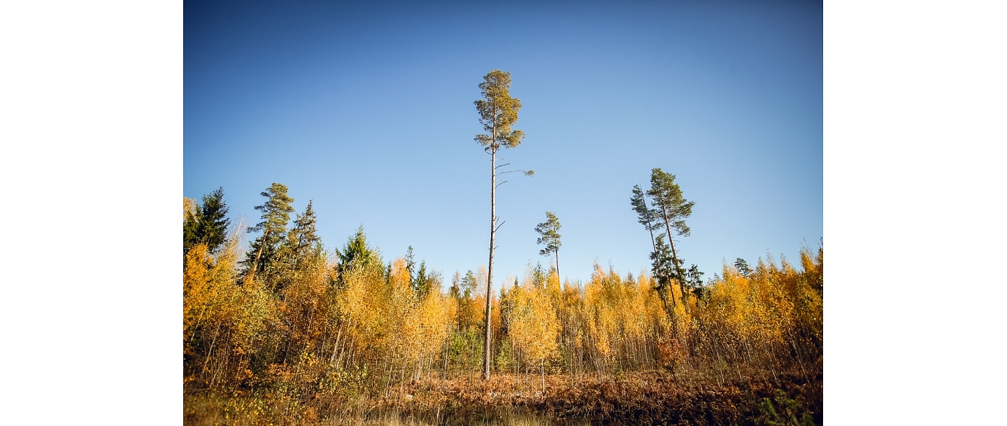 Forest inventory performers