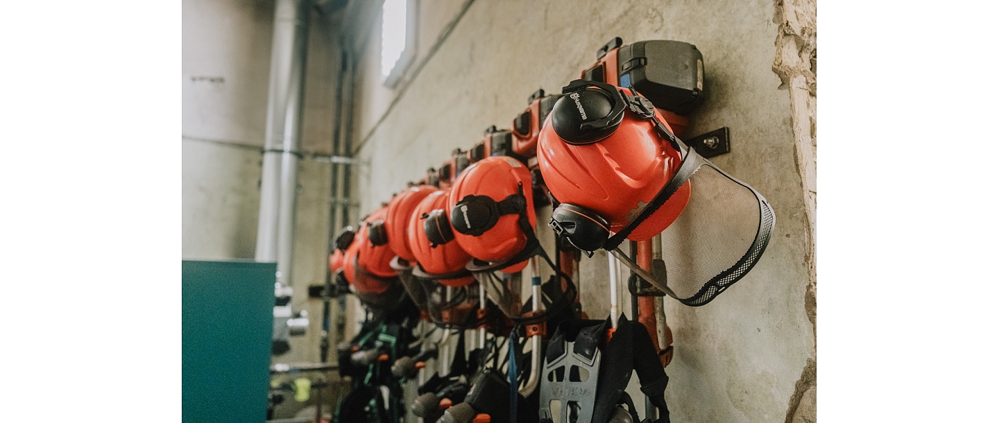 Young growth care and forest management in Kurzeme