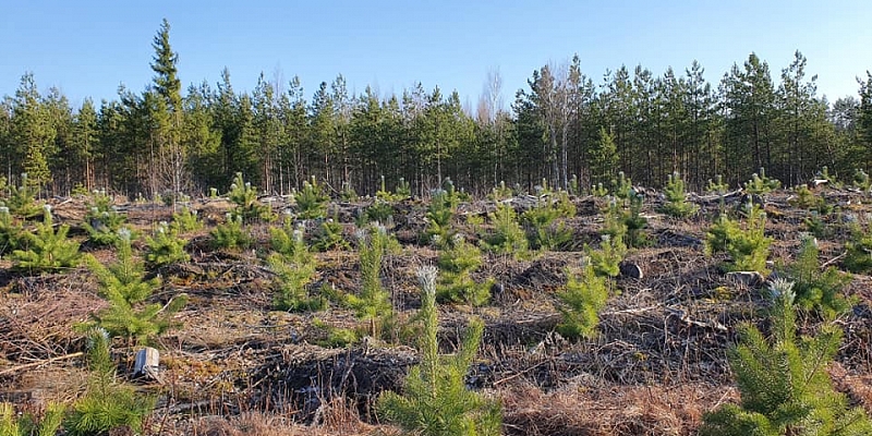 Приобретайте лесозаготовительные и лесные участки