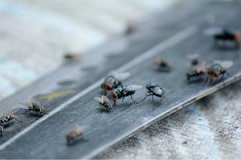 Pest control