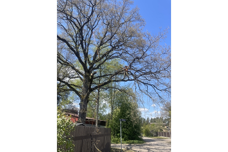 Tree care