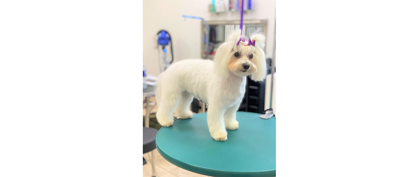 Zoopreces, dzīvnieku kopšana un aprūpe