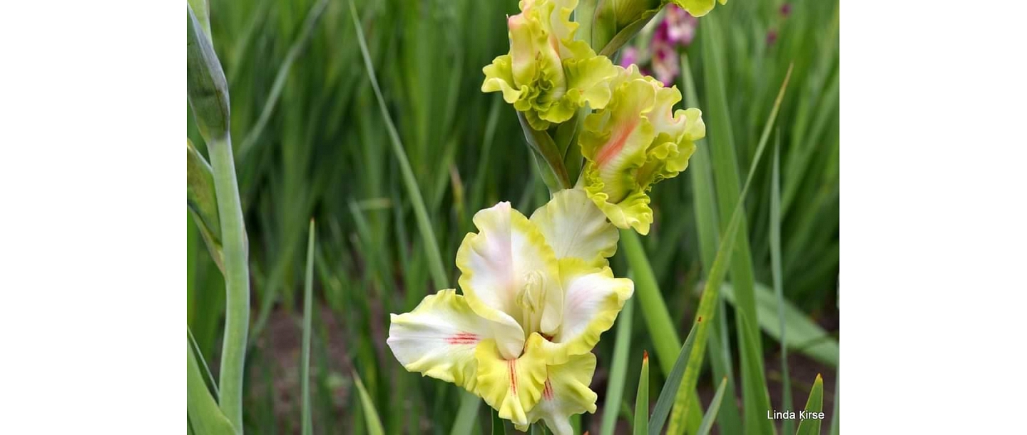 Gladiolu tirdzniecība