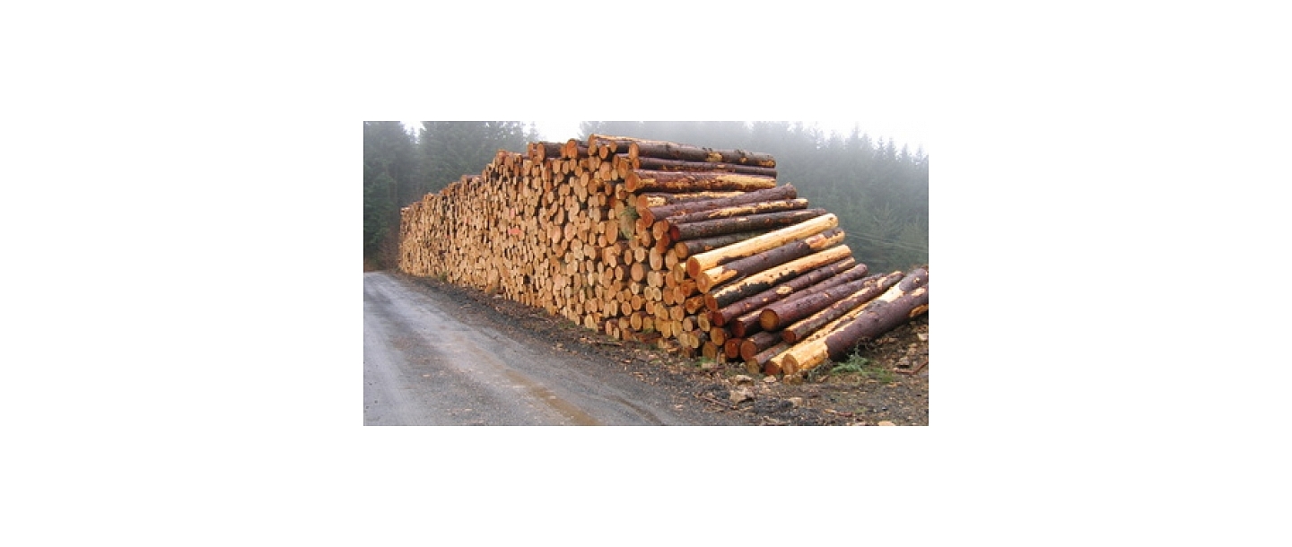 Покупка древесины на лесоскладе