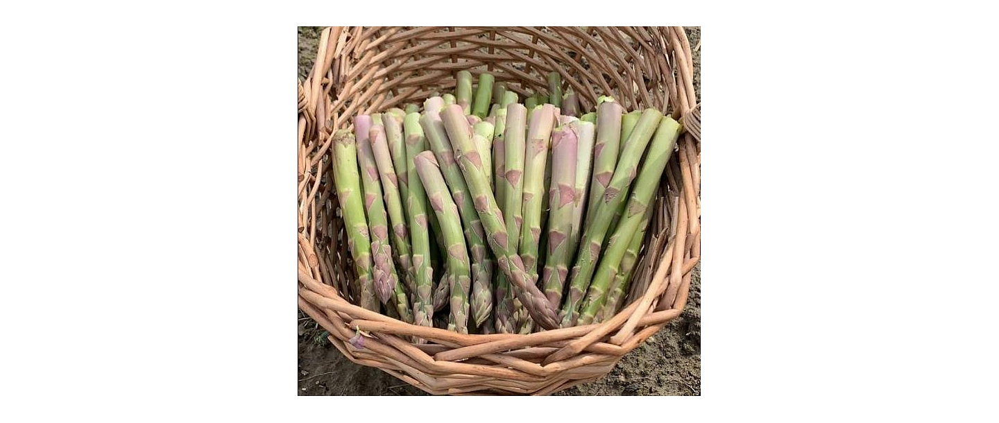 Organic asparagus