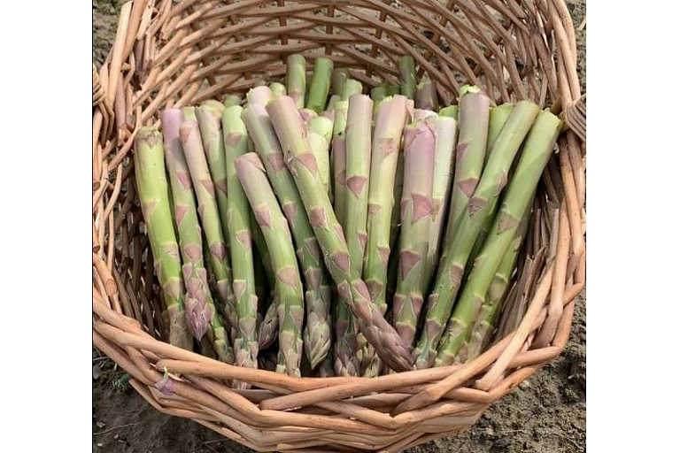 Organic asparagus