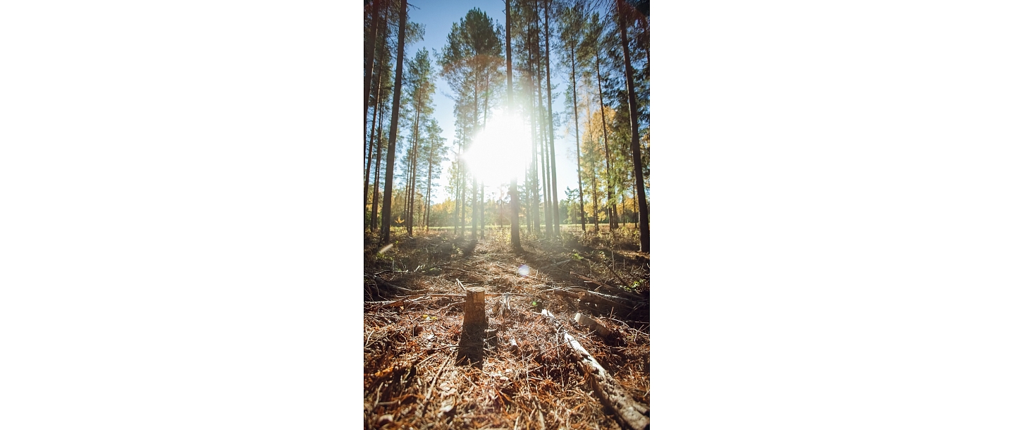 Atmežošanas pakalpojumi