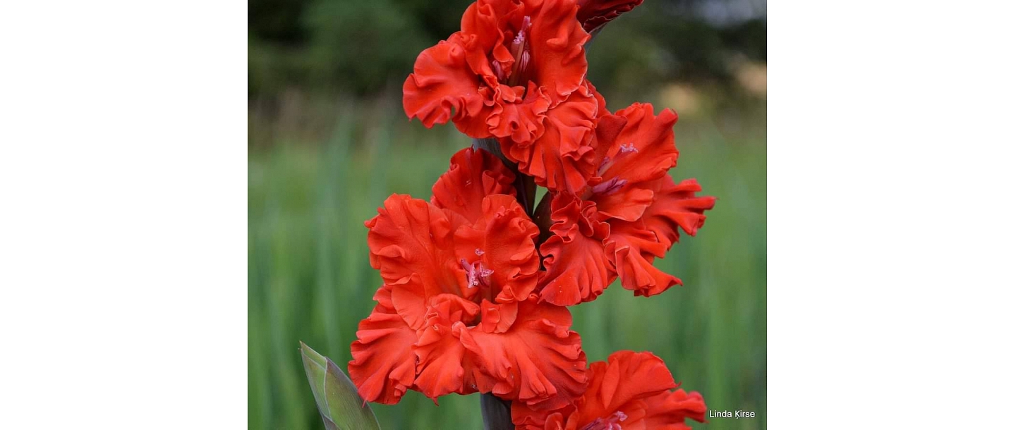 Gladiolas Siguldā