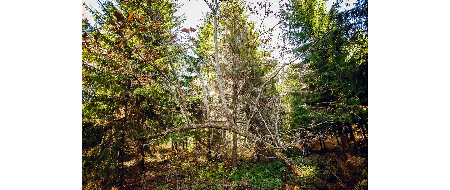 Forest land transformation rules